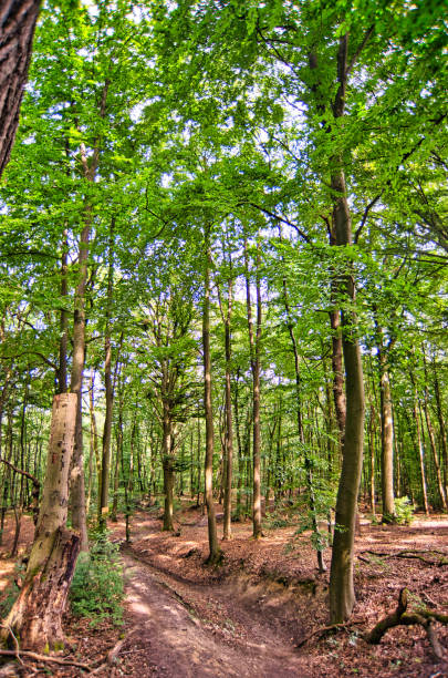 istock Forest with green trees and sunshine in August 1270330223