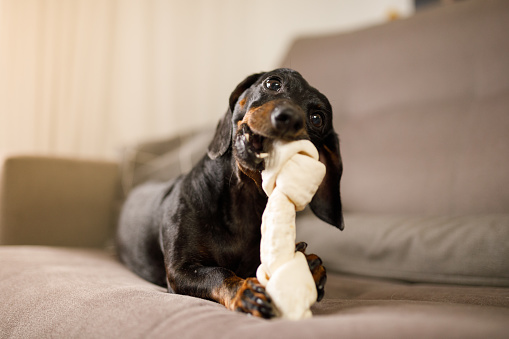 Dachshund gnawing a dog bone on the couch