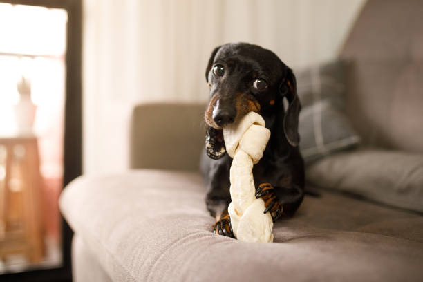 istock Dachshund gnawing a dog bone on the couch 1270330293