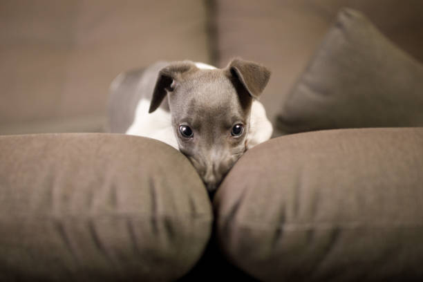 istock Funny puppy with snout between cushions 1270330297