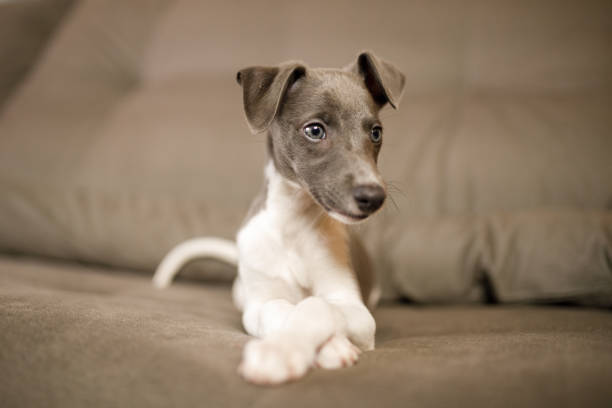 istock Puppy lying with paws crossed on the couch 1270330321
