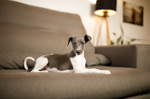 Whippet puppy playing at home