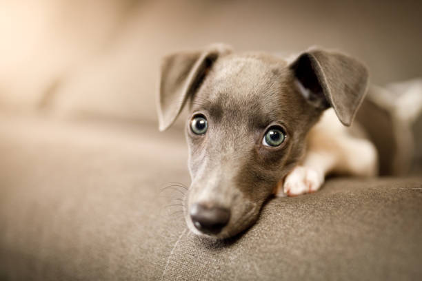 カメラを見て美しい子犬 - whippet ストックフォトと画像