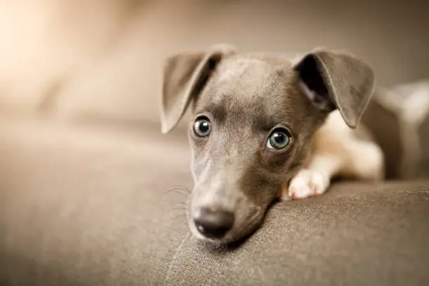 Whippet puppy playing at home