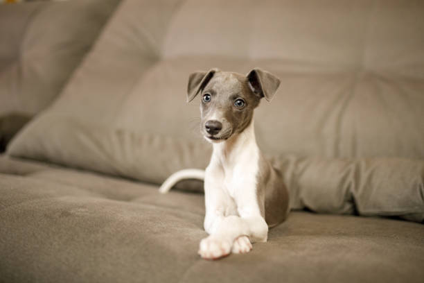 istock Cute puppy lying with paws crossed on the couch 1270330328