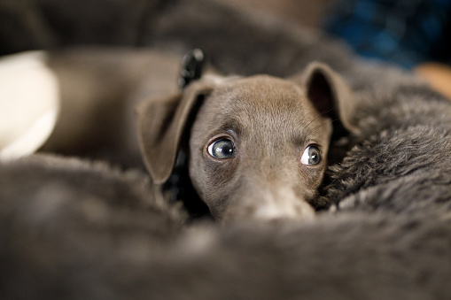 Whippet puppy playing at home