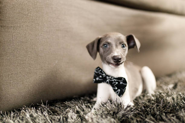 Whippet puppy playing at home