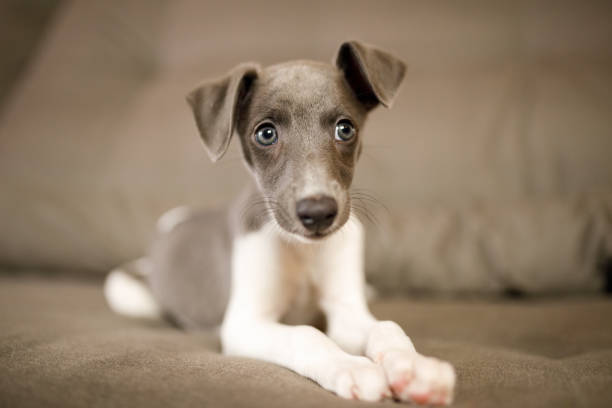 istock Cute puppy lying down at couch 1270330360