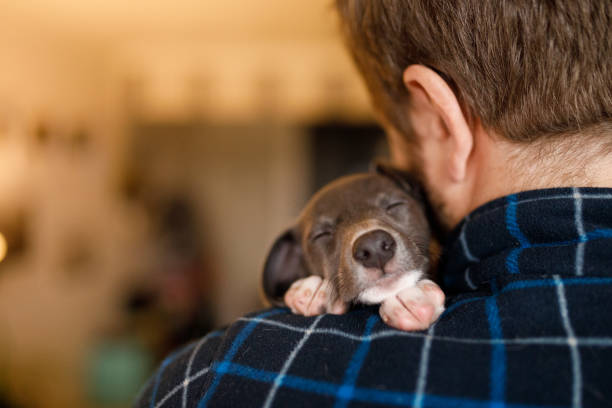 彼の肩に睡眠の子犬を保持している男 - whippet ストックフォトと画像