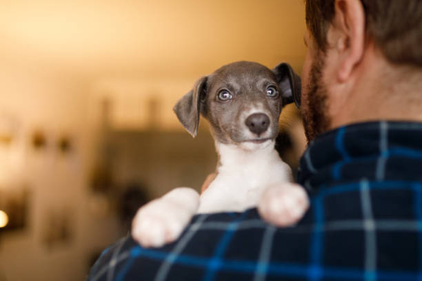 istock Man holding a puppy on his shoulder 1270330885