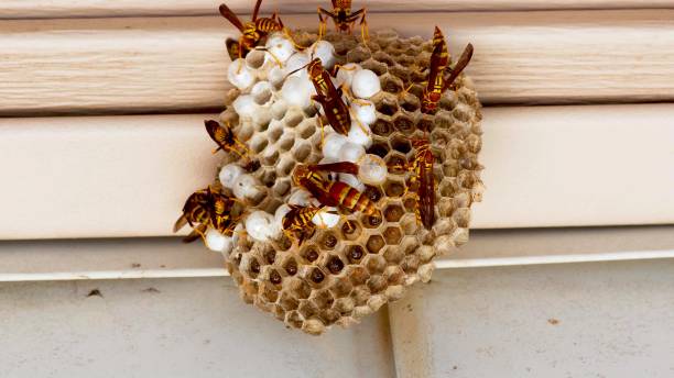 istock focus on a nest with wasps and larvae 1270331898