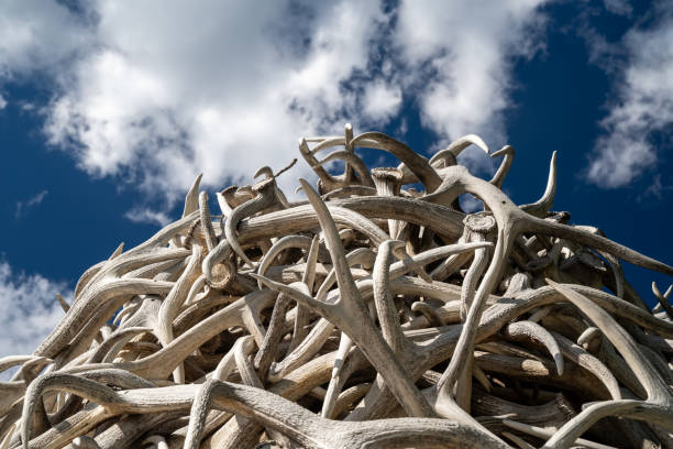 istock Elk antlers stacked up against the bright blue sky with clouds 1270332739