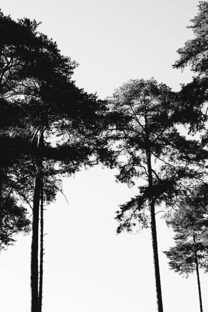 Natural backgrounds,forest background,landscape photography