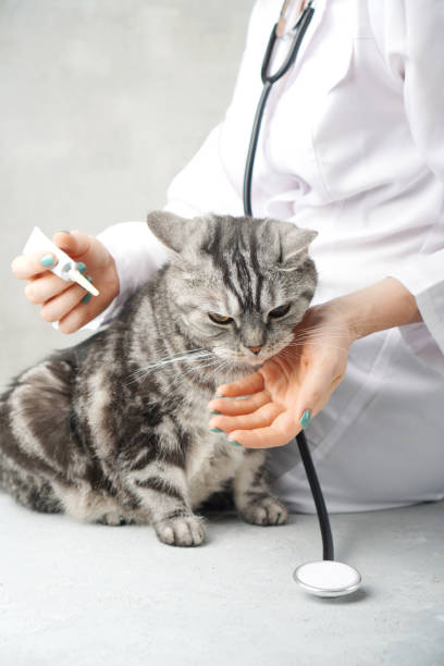 istock Cat at the vet's appointment. Vertical photography. 1270338590