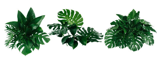 istock Green leaves pattern background, Natural background and wallpaper 1270339656