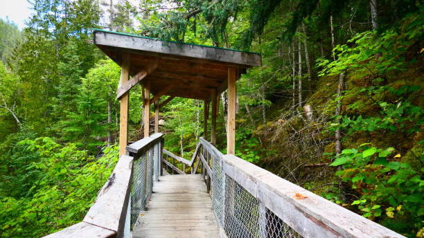 istock Wooden walk in the forest 1270340290