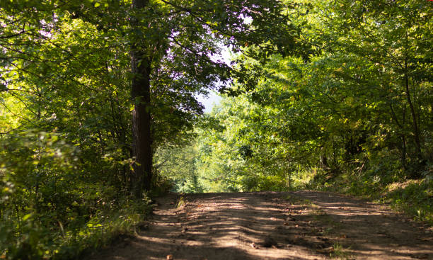 istock Forest trail in the morning 1270340919