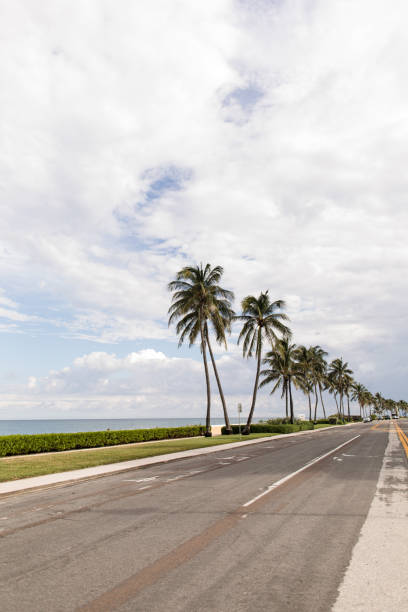 istock Tall Tropical Palm Trees on Palm Beach, Florida 1270340944