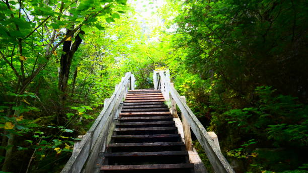 istock Wooden staircase in forest leading to sunlight 1270341585