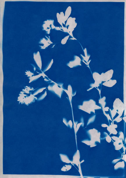 cyanotpye print of alfalfa, Medicago sativa stock photo