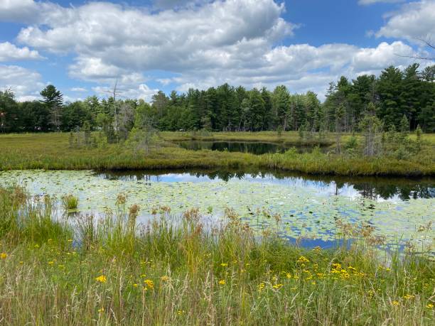 istock Yellow flowers and pond 1270341846