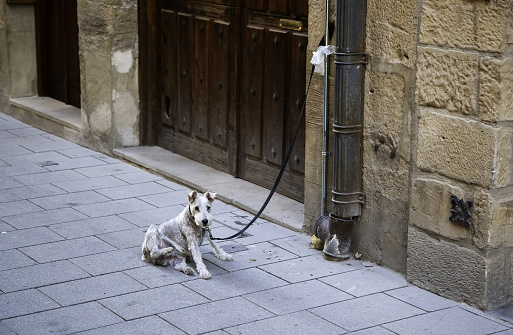Hungarin vizsla puppy sitting outdoors on the concrete ground.
