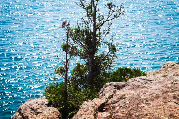 istock Small Pinecrest near Lake edge 1270342494