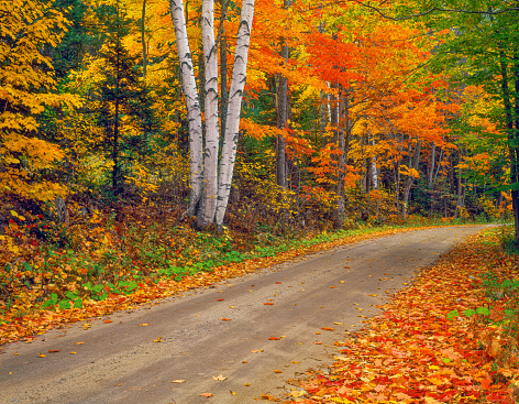 WHITE BIRCH TRUNKS STAND OUT AMONG THE FALL MAPLES AND FOLIAGE ON A ROAD IN SOUTH PEACHAM, VERMONT.