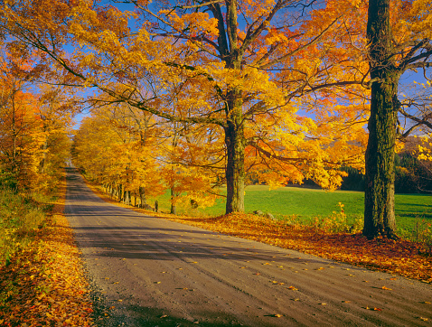 Brilliant Autumn Sugar Maples line a country road near South Peacham below West Danville, Vermont,USA