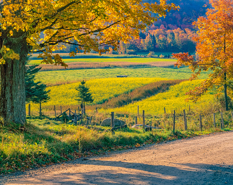GOLDEN AND GREEN PASTURES\nWITH FALL MAPLES  WITH A DIRT ROAD\nPEACHAM. VERMONT