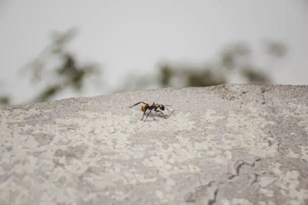 Photo of Beautiful golden color ant at Sumidero Canyon National Park