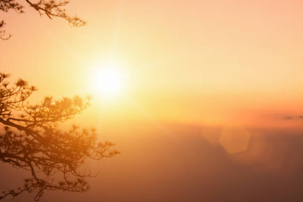 Natural background blurring warm colors and bright sunlight on tree. Bokeh or Christmas background Green Energy at sky sunny color orange light patterns plain abstract flare evening clouds blur.