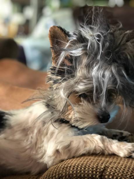 istock Kona the Biewer puppy 1270347922