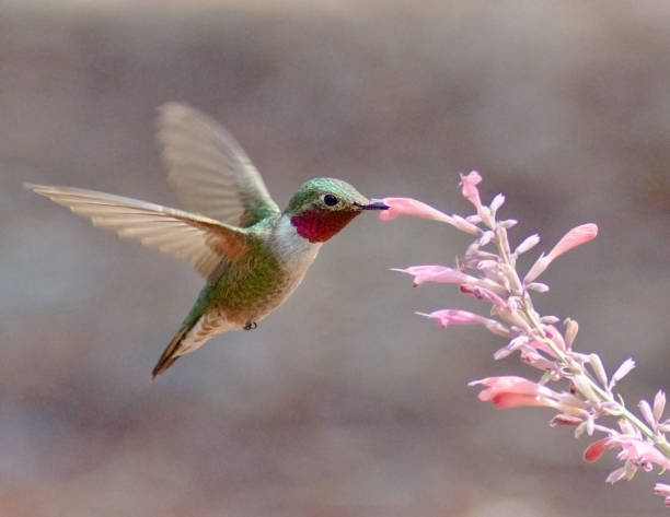 Broad-tailed hummingbird Male broad-tailed hummingbird (Selasphorus platycercus) feeding on humming bird mint (Agastache) plant.  Flagstaff, Arizona. agastache stock pictures, royalty-free photos & images