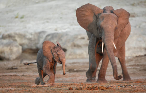 istock Mother and baby elephant playing in Chobe River in Botswana 1270351423