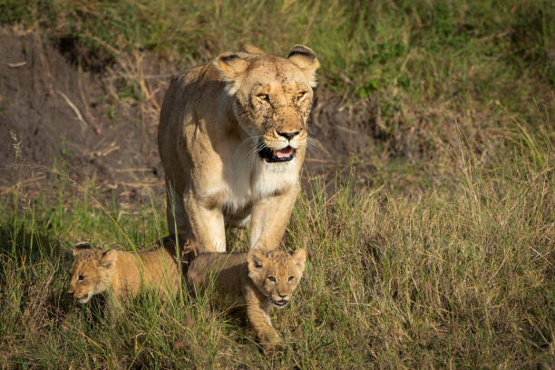 lwica i dwa małe młode chodzące w wysokiej zielonej trawie w masai mara kenii - masai mara national reserve masai mara lion cub wild animals zdjęcia i obrazy z banku zdję�ć