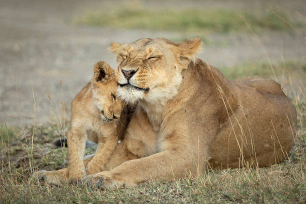 istock Lioness and her small cub lying down in short grass showing affection in Ngorongoro in Tanzania 1270351436