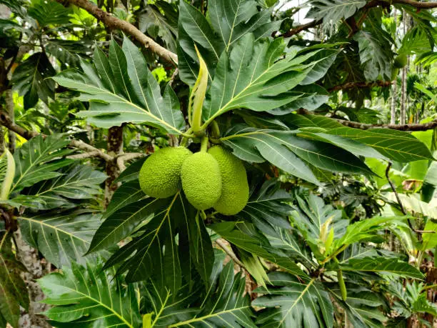 Artocarpus camansi or the breadfruit