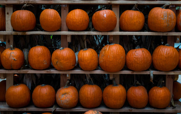 Bunch of colorful pumpkins Halloween decoration