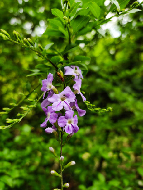 istock Beautiful purple Duranta erecta  flowers 1270356699