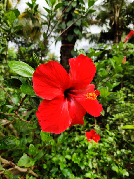 istock Red Chinese hibiscus or rose mallow flower 1270357240