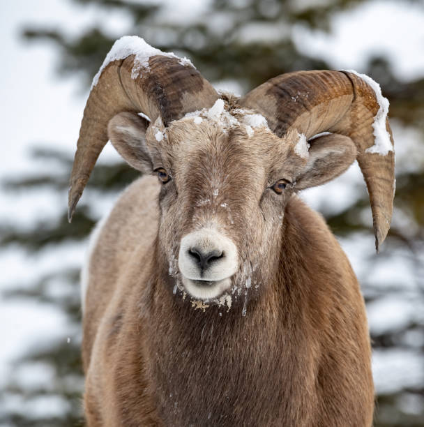 pecora bighorn in canada - canada moose winter snow foto e immagini stock