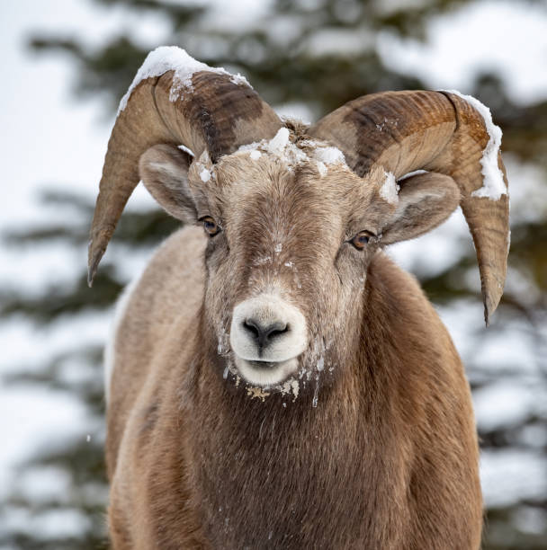 bighorn sheep in canada - canada moose winter snow imagens e fotografias de stock