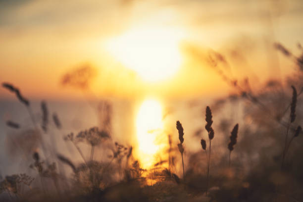 Wild grasses on the sea coast at sunset. Macro image, shallow depth of field. Beautiful autumn nature background