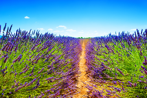 Lavender fields near Valensole, Provence, France. Beautiful summer landscape. Blooming lavender flowers