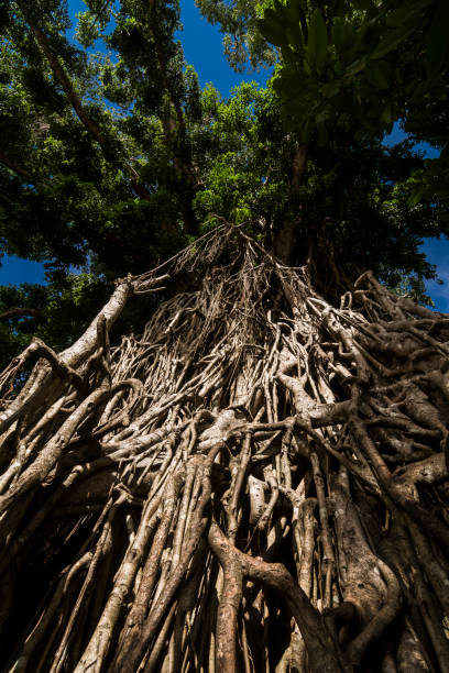 balete tree (millenium tree), un lugar turístico cerca de baler. en maria aurora, aurora, filipinas - baler fotografías e imágenes de stock