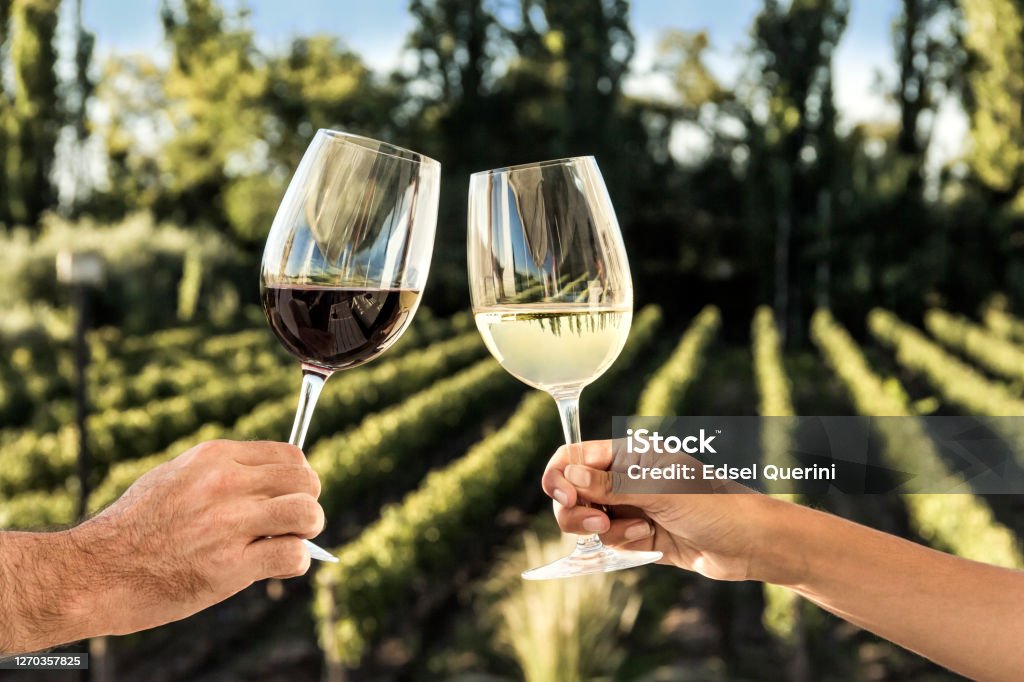 Toasting with red and white wine in front of the vineyards. Couple toasting with wine in front of the vineyards, during a wine tourism. Napa Valley Stock Photo