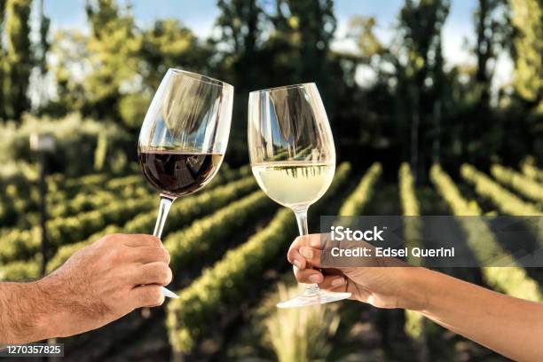 Toasting With Red And White Wine In Front Of The Vineyards Stock Photo - Download Image Now