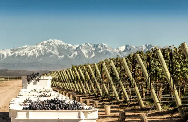 Containers of freshly harvested grapes in front of the vineyard, with the Andes mountain range in the background. Lujan de Cuyo, Mendoza, Argentina.