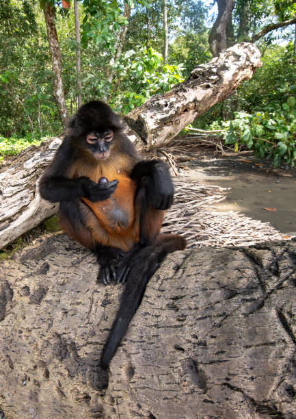 istock Spider Monkey in Costa Rica 1270357841